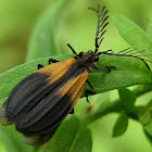 Net-winged Beetle, (male).