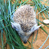 Long-eared hedgehog