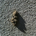 Mud wasp nests