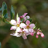 Apple Blossom Escalonia