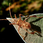 Leaf-footed Bug (Ninfa)/ Leaf-footed bug nymph