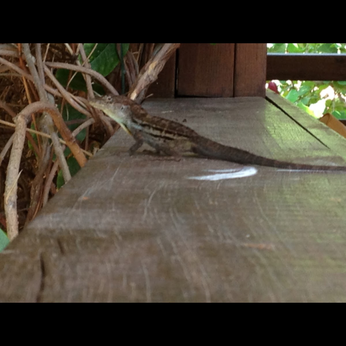 Striped Anole