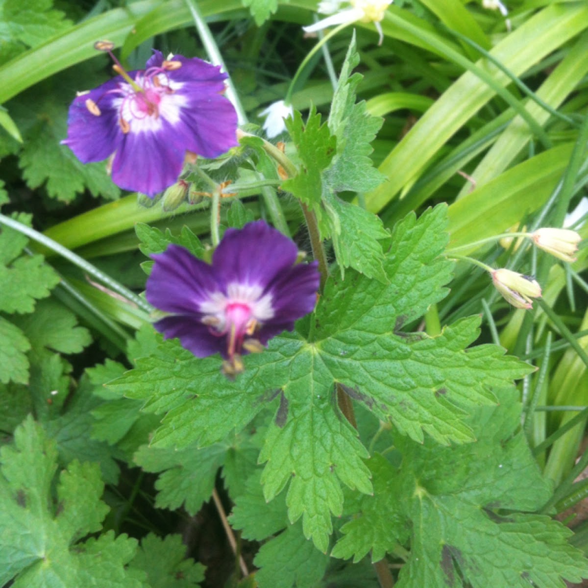 Mourning widow | Project Noah