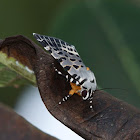 Noctuid Moth