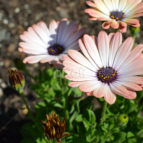 by Souvik Roy - Flowers Flowers in the Wild