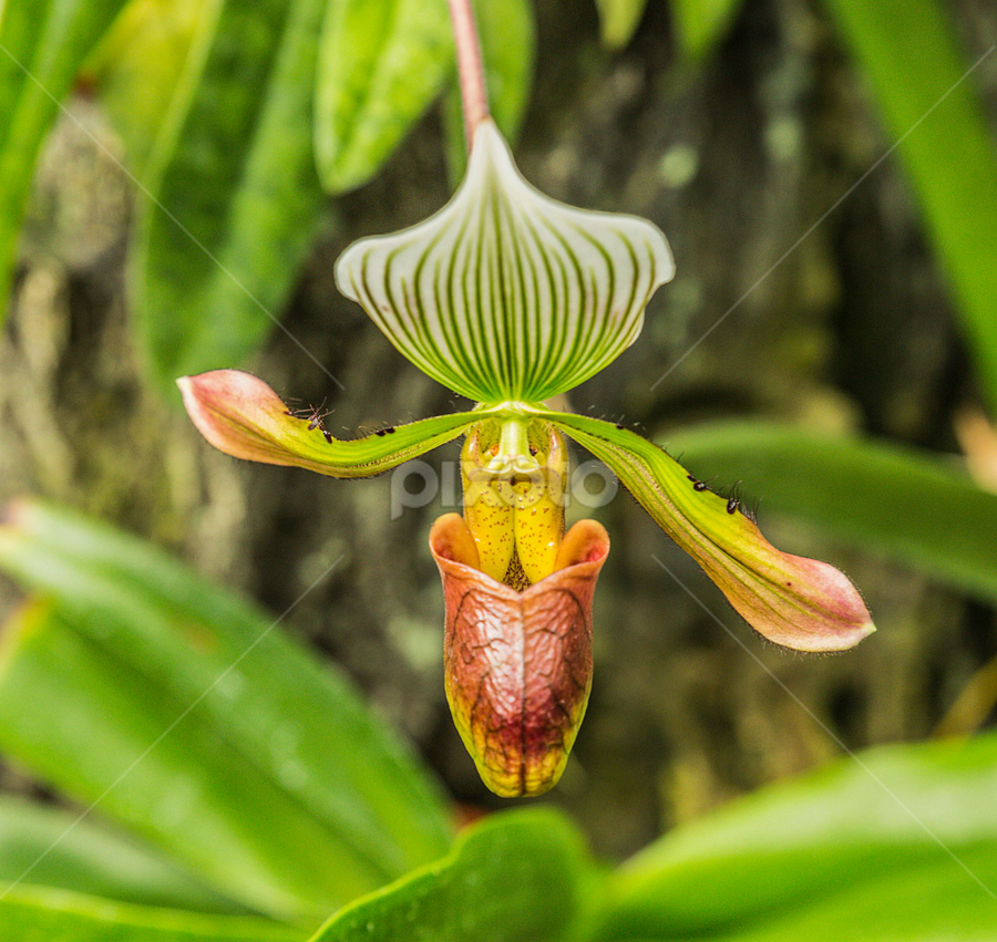 Flower Porn - Plant porn | Single Flower | Flowers | Pixoto