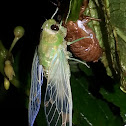 Cicada