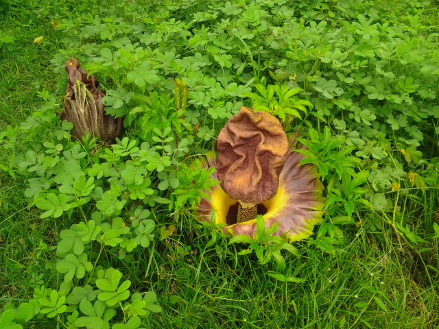 Pongapong (Elephant Foot Yam)