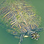 florida cooter turtle