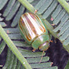 Fireblight beetle