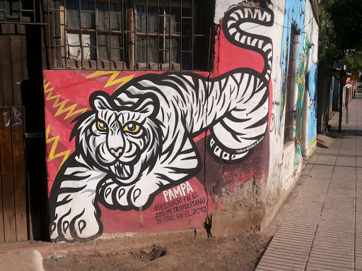 Tigre Pampa