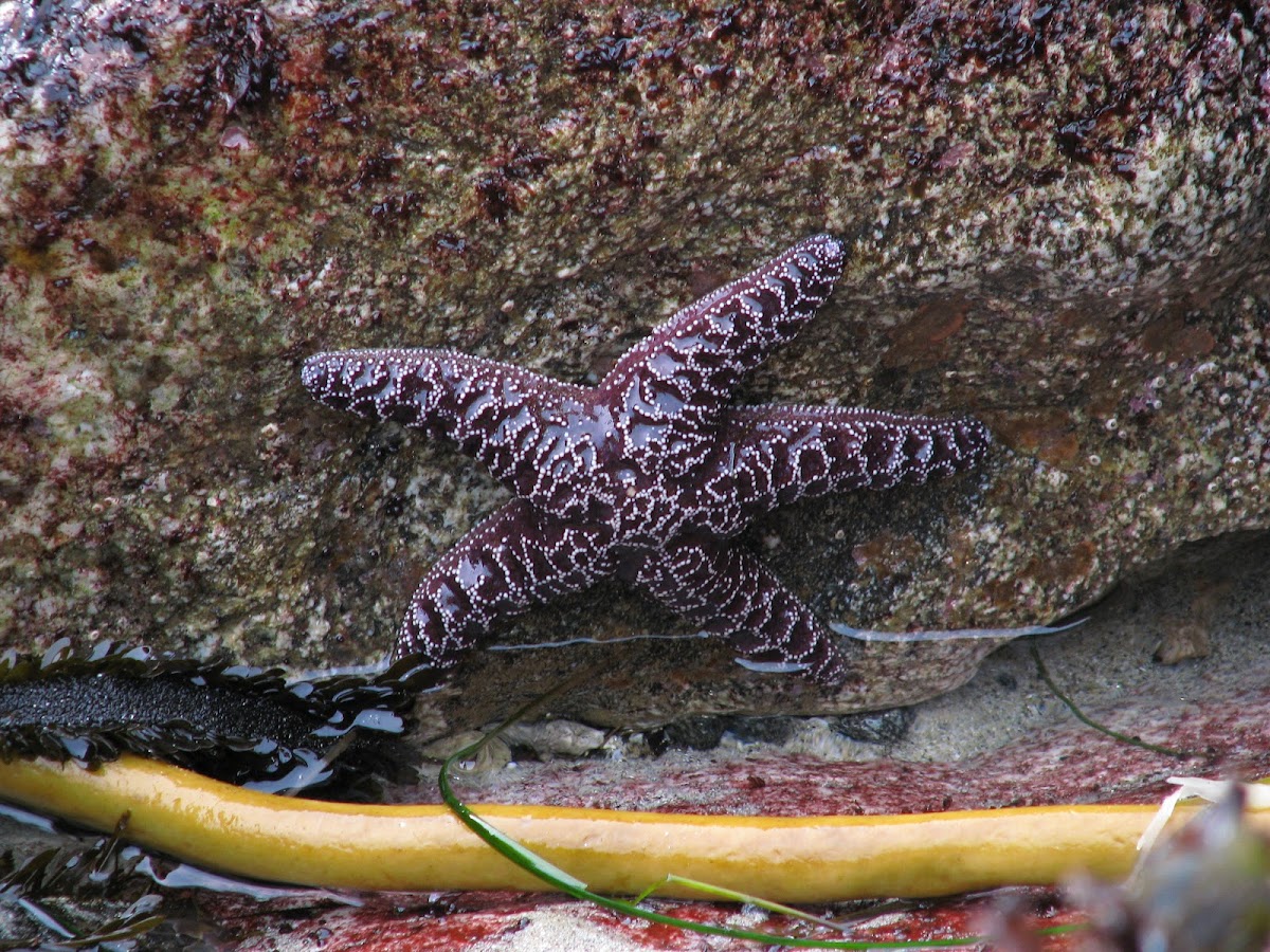 Purple Sea Star