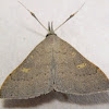 Discolored Renia Moth