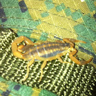 Common striped scorpion