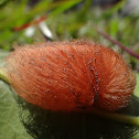 Podalia Caterpillar