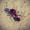 Fire ant