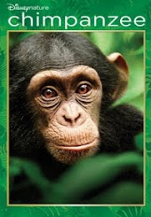 Chimpanzee