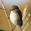 Chiffchaff; Mosquitero Común