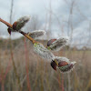American Pussywillow