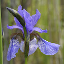 Siberian Iris, Sibirische Schwertlilie