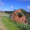 Termites mound