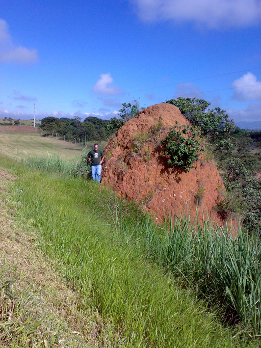 Termites mound