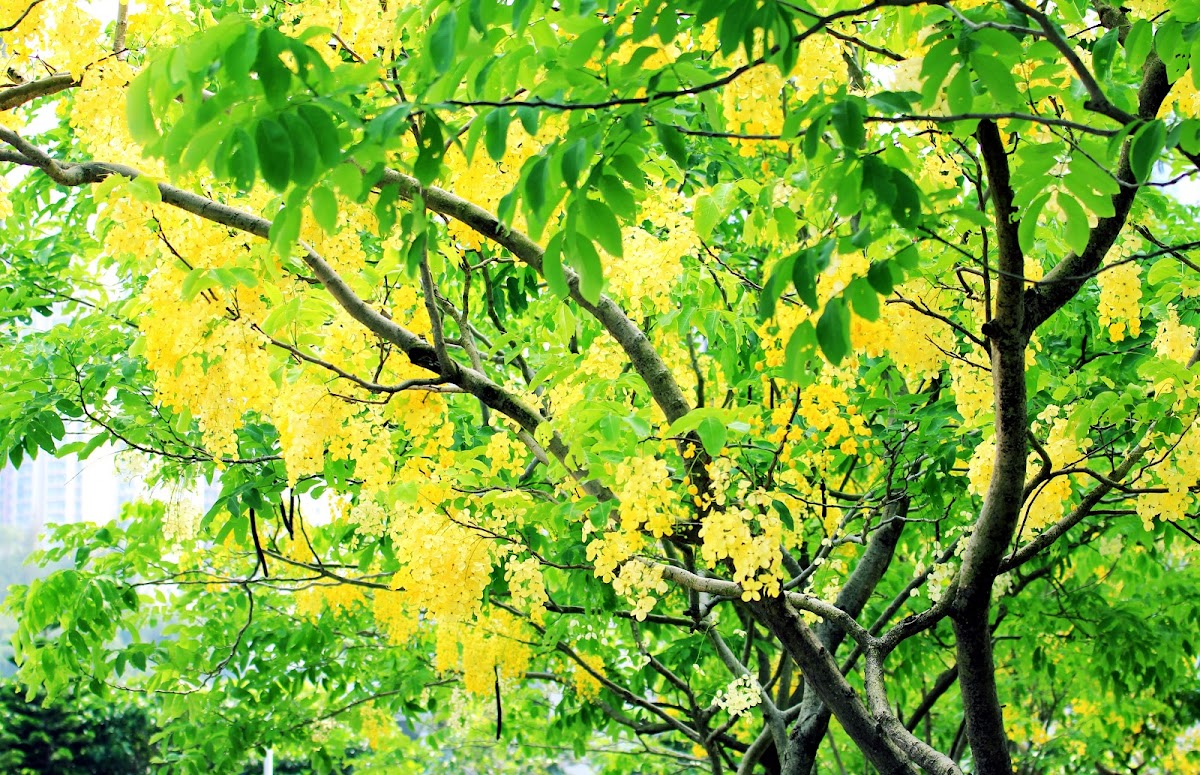 Golden Shower Tree (黃金雨、豬腸豆)