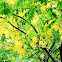 Golden Shower Tree (黃金雨、豬腸豆)