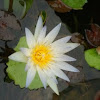 Hairy water lily