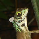 Sri Lanka Kangaroo Lizard