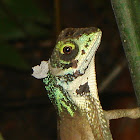 Sri Lanka Kangaroo Lizard