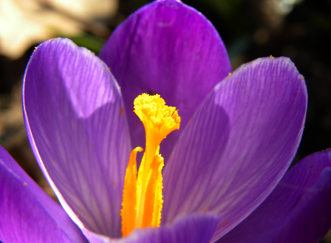 Crocus