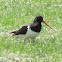 Pied Oystercatcher