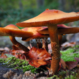 Fungis In The Forest by Marco Bertamé -  