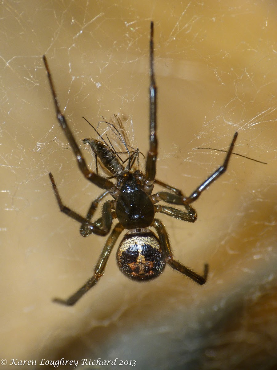 False widow spider (male)