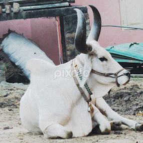 white cow  by Dhritiman Chakraborty - Animals Other Mammals