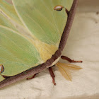 Luna Moth (male)