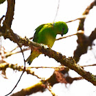 Golden-browed chlorophonia (female)