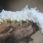 Common Sawfly Larvae