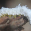 Common Sawfly Larvae