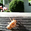 Cicada Shell