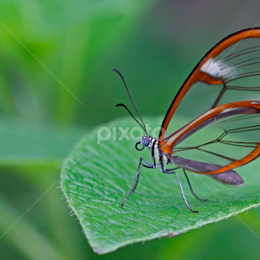 Glasswing butterfly   by Paul Wyman - Animals Insects & Spiders