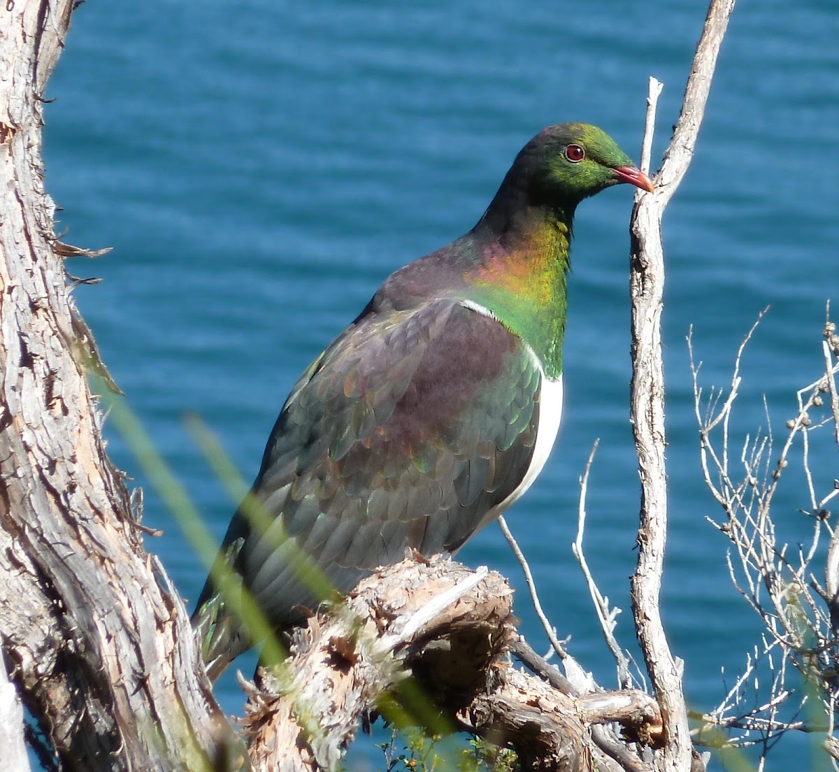 Kererū (New Zealand Wood Pigeon)