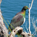 Kererū (New Zealand Wood Pigeon)