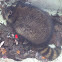Raccoon, gewone wasbeer (dutch)