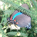 Great Purple Hairstreak