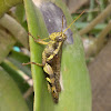 Small Locust