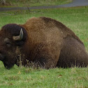 American bison  (Bison bison)