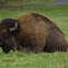 American bison  (Bison bison)