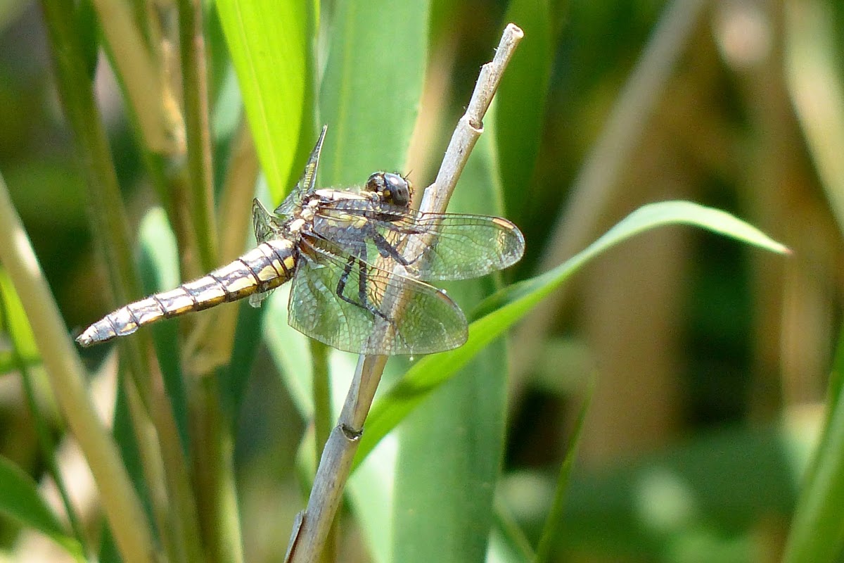 dragonfly, female